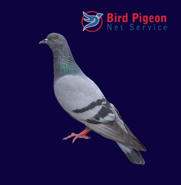 Adzynix-portfolio-birdpigeonnet Digital Marketing Agency in India portfolio-birdpigeonnet