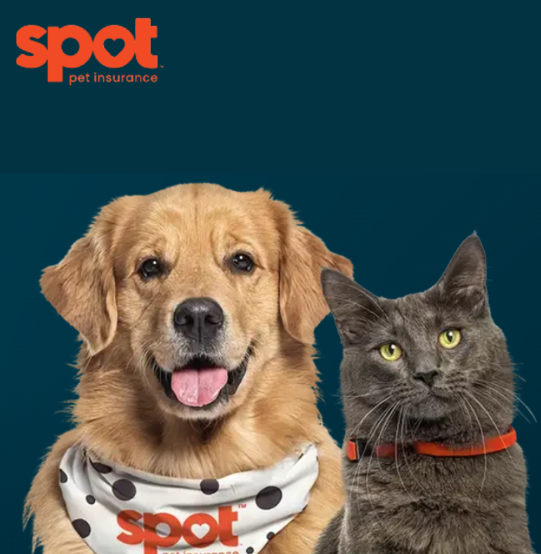 Adzynix-portfolio-spotpetins Digital Marketing Agency in India portfolio-spotpetins